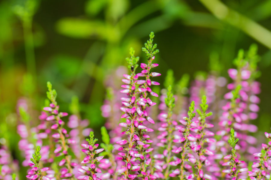 Erikablüten
