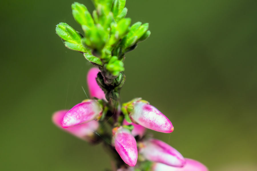 Erikablüten