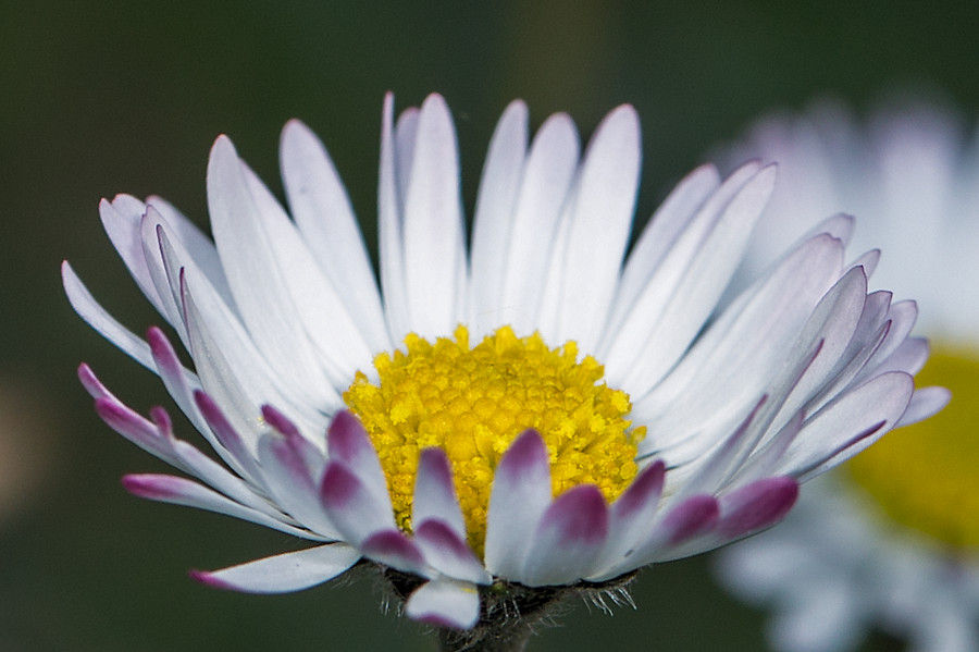 Gänseblümchen