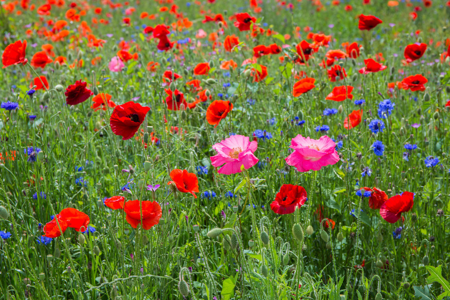 Klatschmohn
