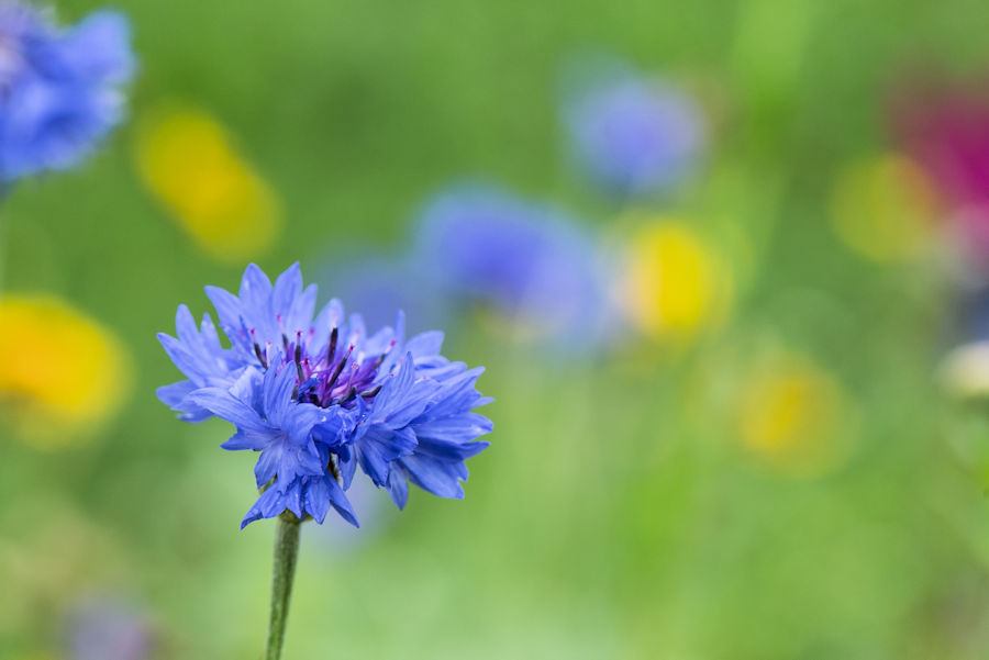 Kornblume