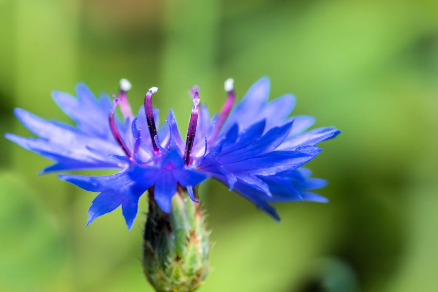 Kornblume