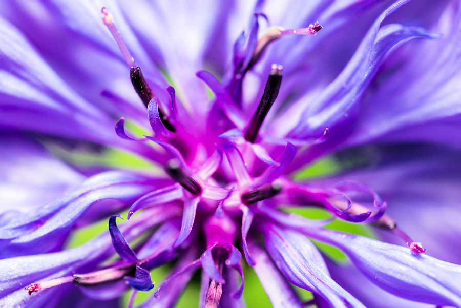 Kornblume Blütendetails