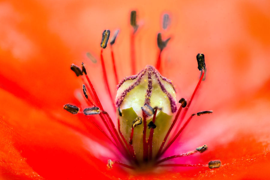 Mohnblüte