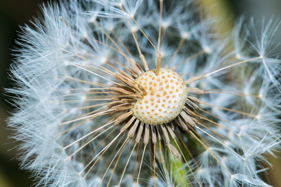 Pusteblume