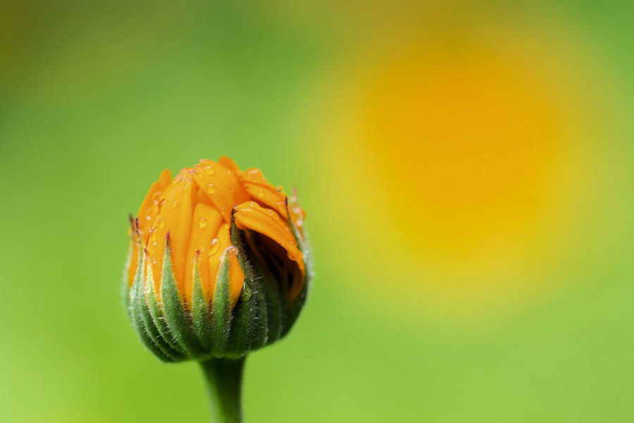 Ringelblume