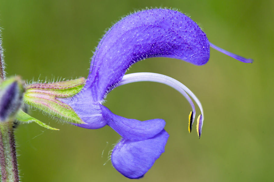 Salbei