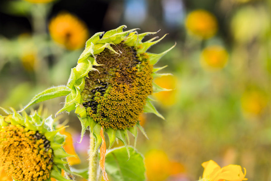 Sonnenblume