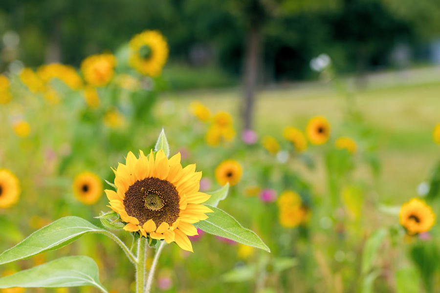 Sonnenblumen