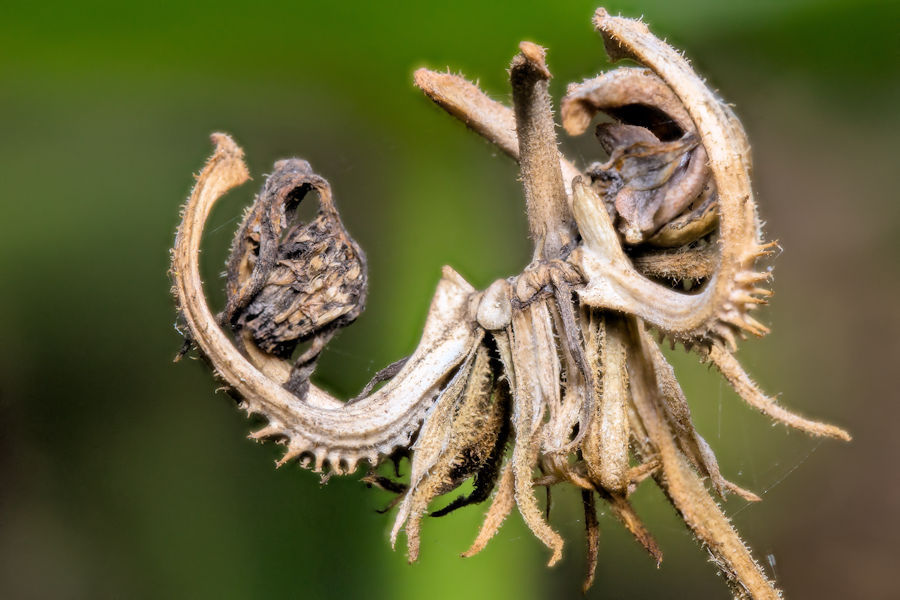Verblühte Ringelblumenblüte