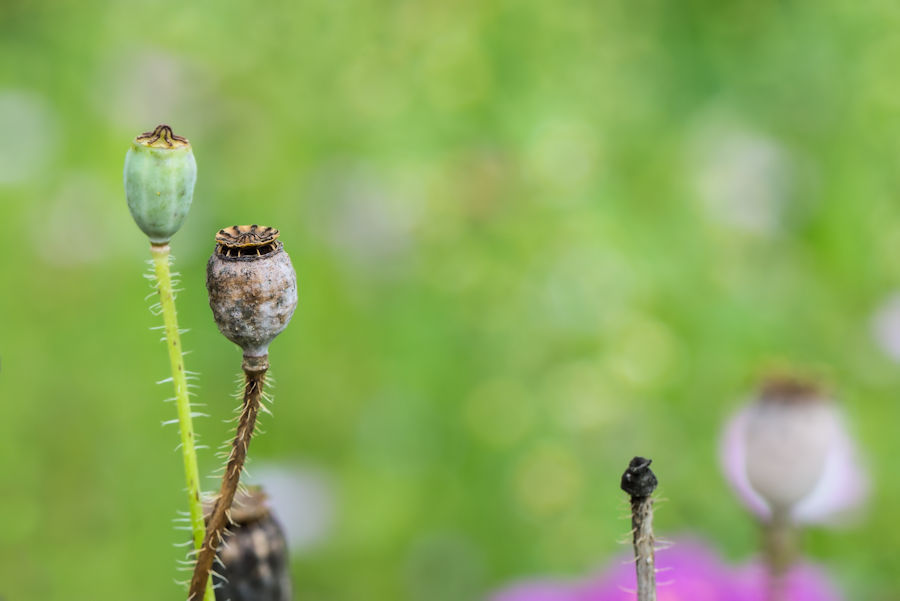 Verblühter Klatschmohn