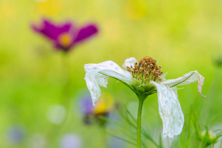 nicht mehr ganz frische Blüte