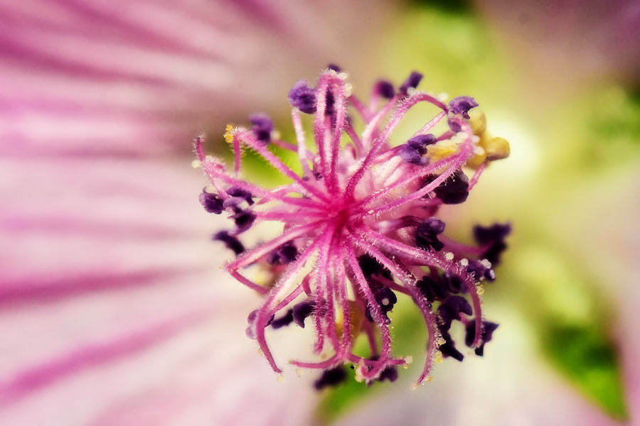 Blüte