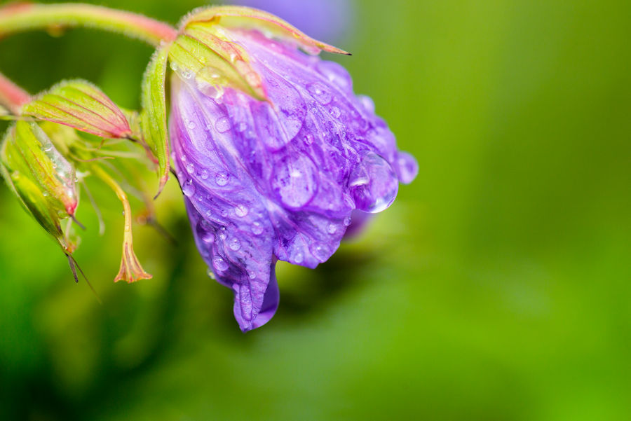 Blüte