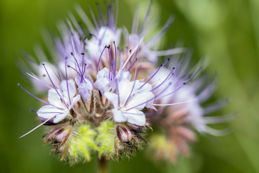 Blüte