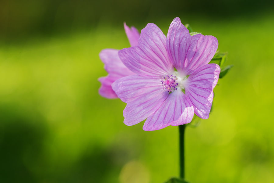 Blüte