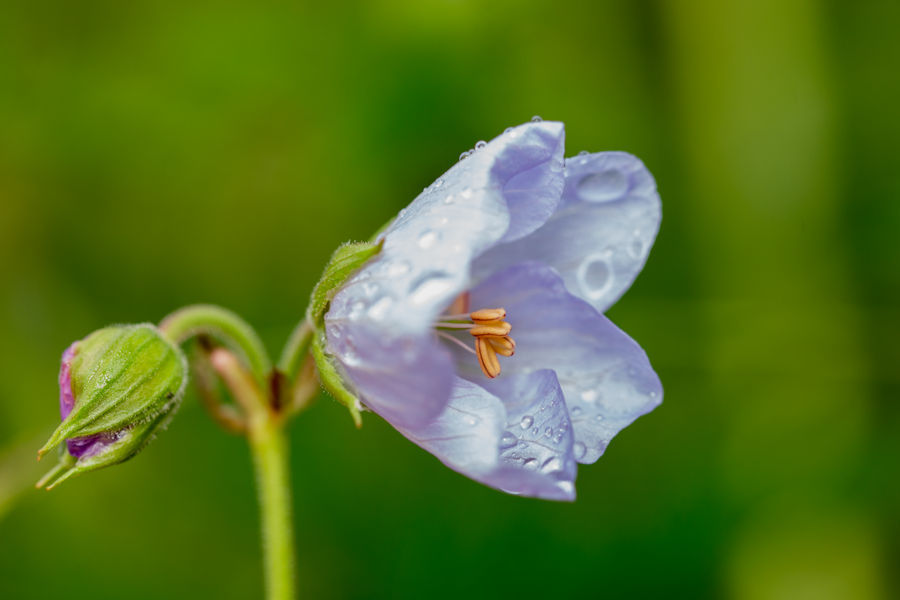 Blüte im Regen