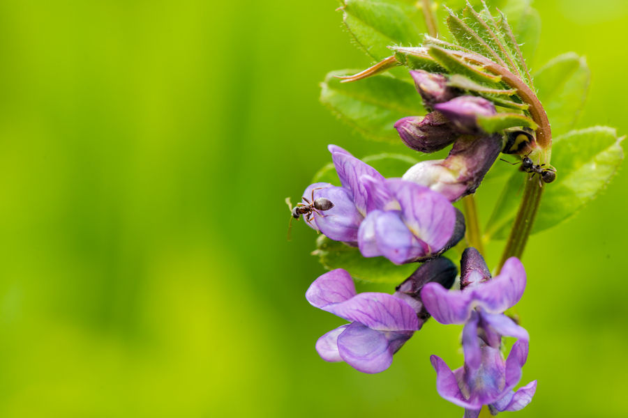 Blüte mit Ameisen