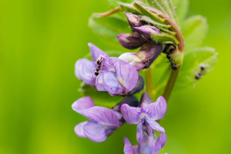 Blüte mit Besucher