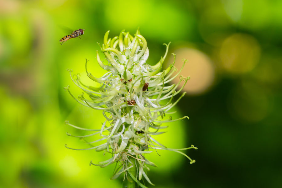 Blüte mit fliegenden und krabbelnden Besuchern