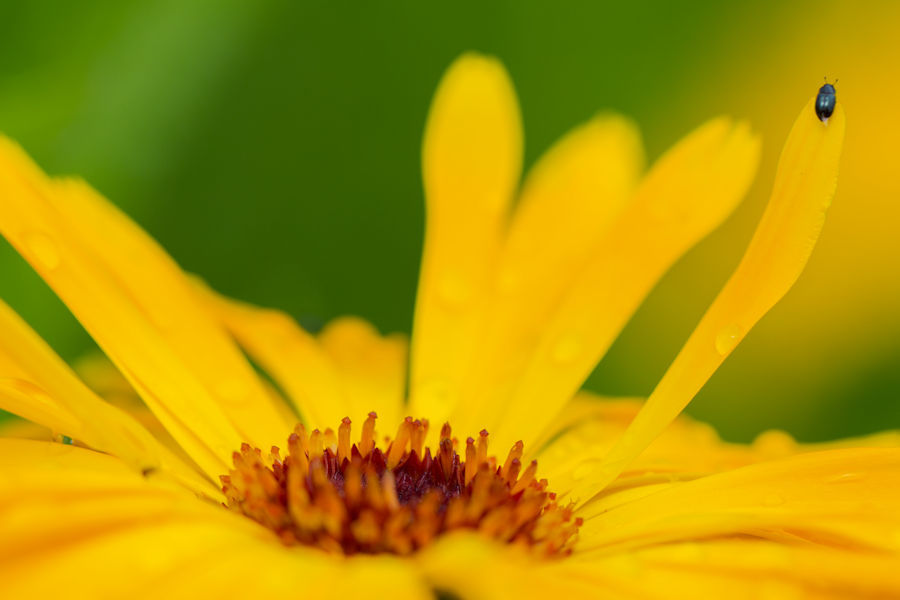 Blüte mit kleinem Besucher