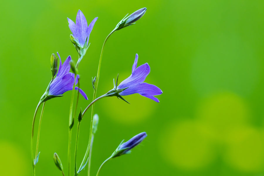 Blüten