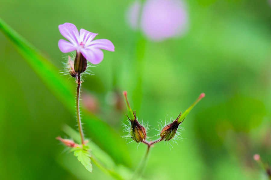 Blüten