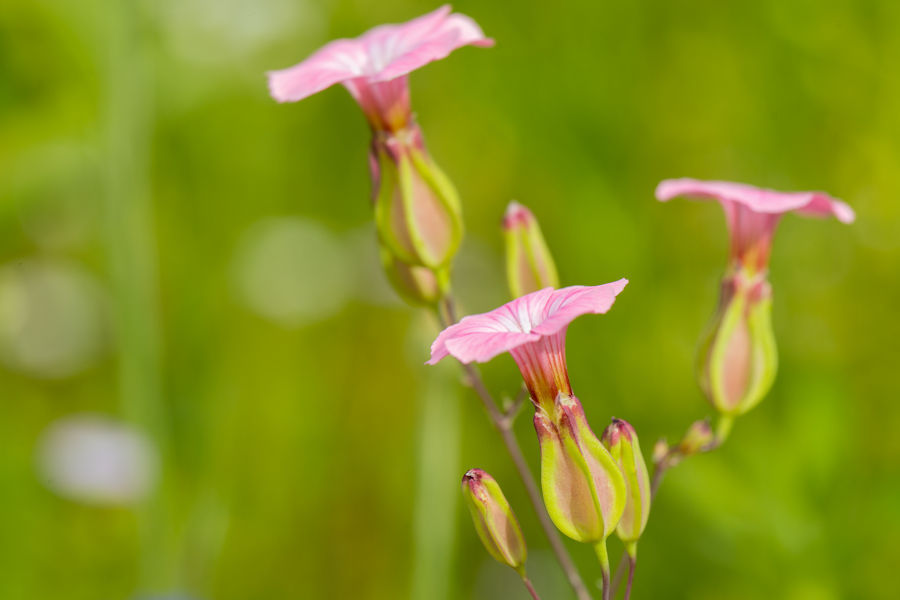 Blüten