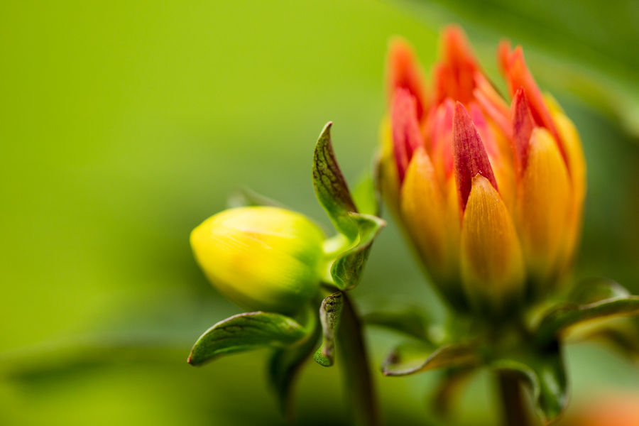Blüten