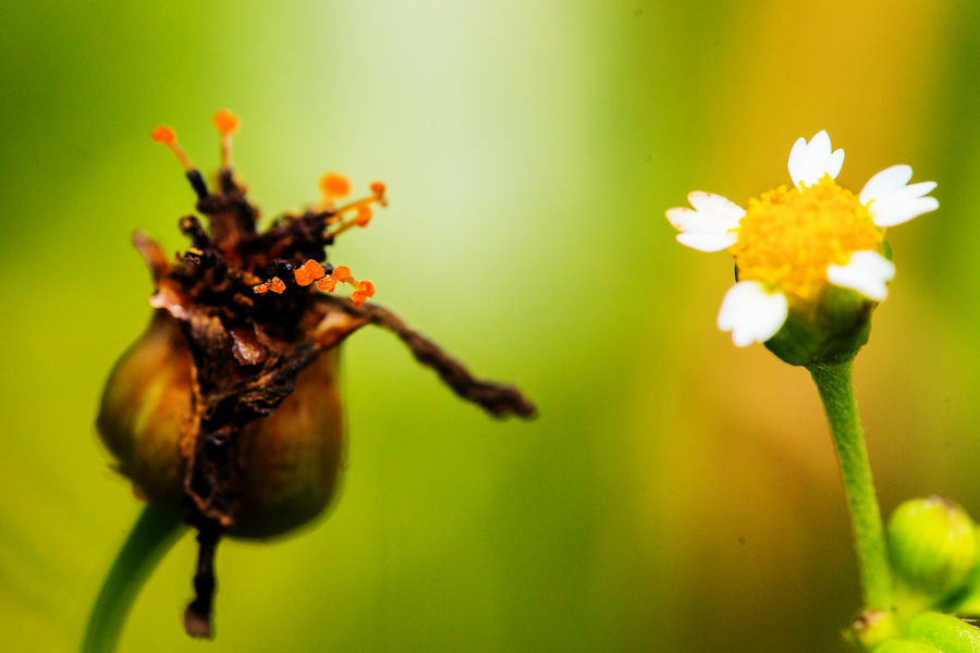 Blüten