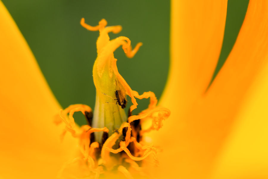 Blütendetails mit Besucher