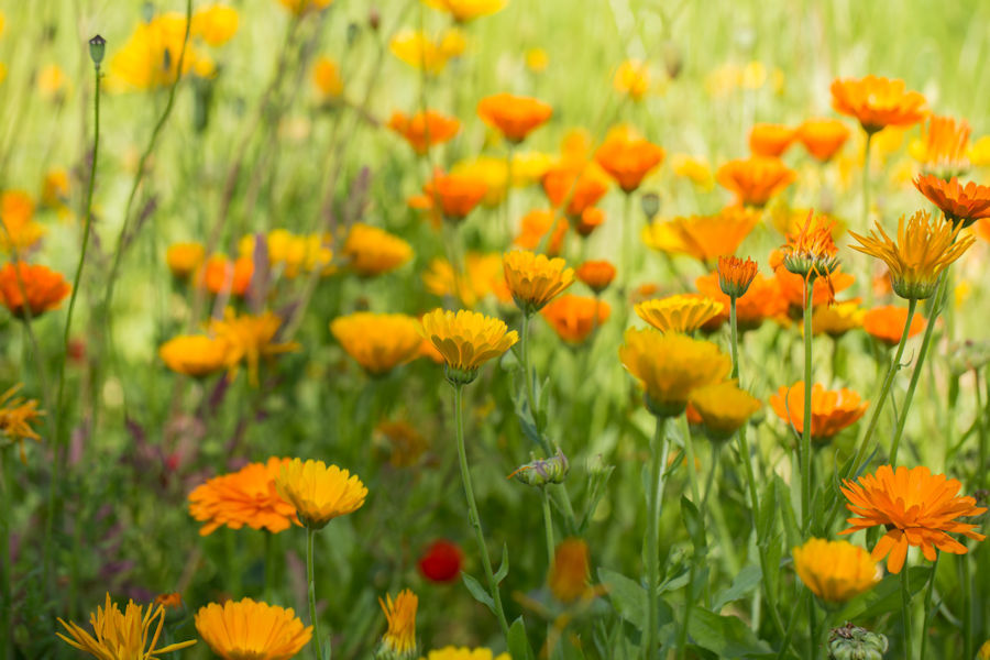 Blumenwiese