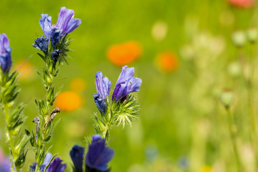 Blumenwiese