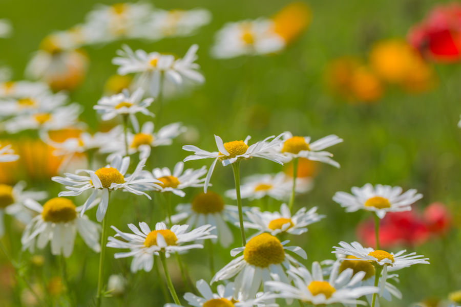 Blumenwiese