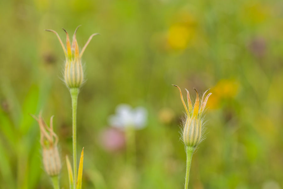 Blumenwiese