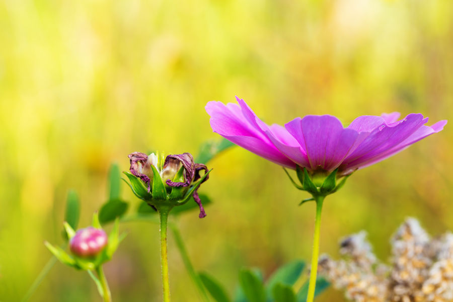 Blumenwiese