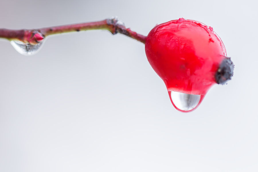 Hagebutte im Schnee mit Wassertropfen