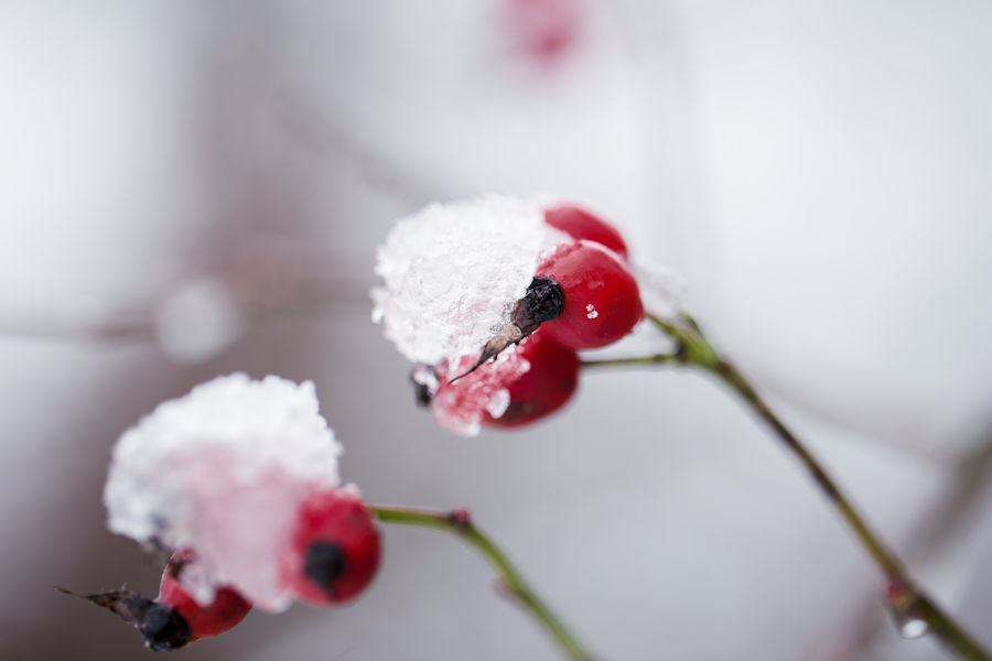 Hagebutten im Schnee