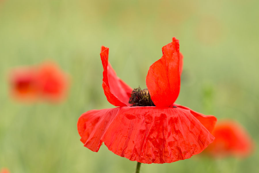 Klatschmohn