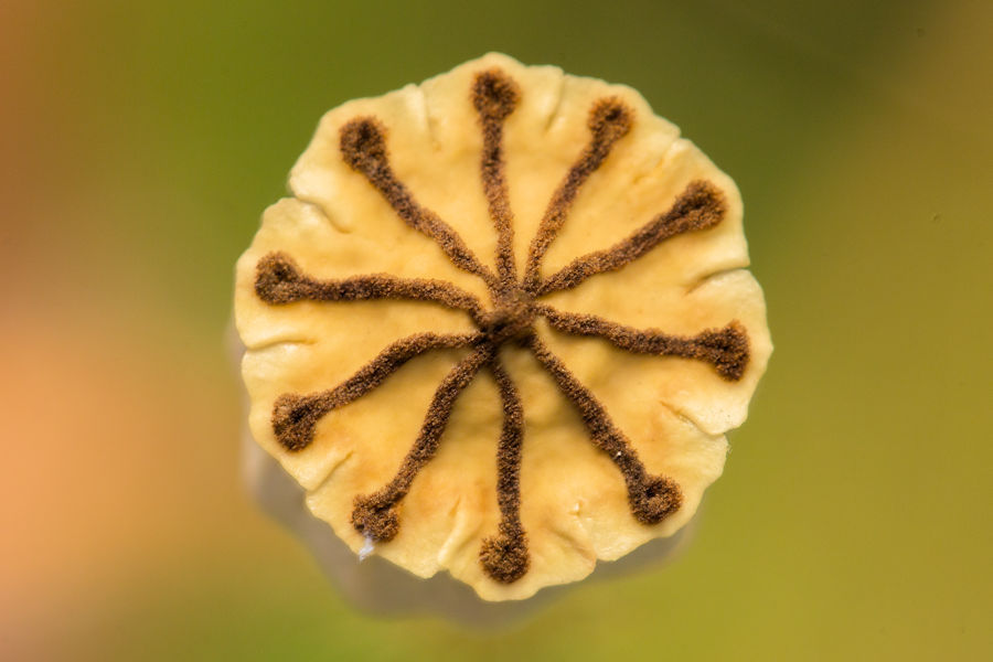 Klatschmohn Kapselfrucht