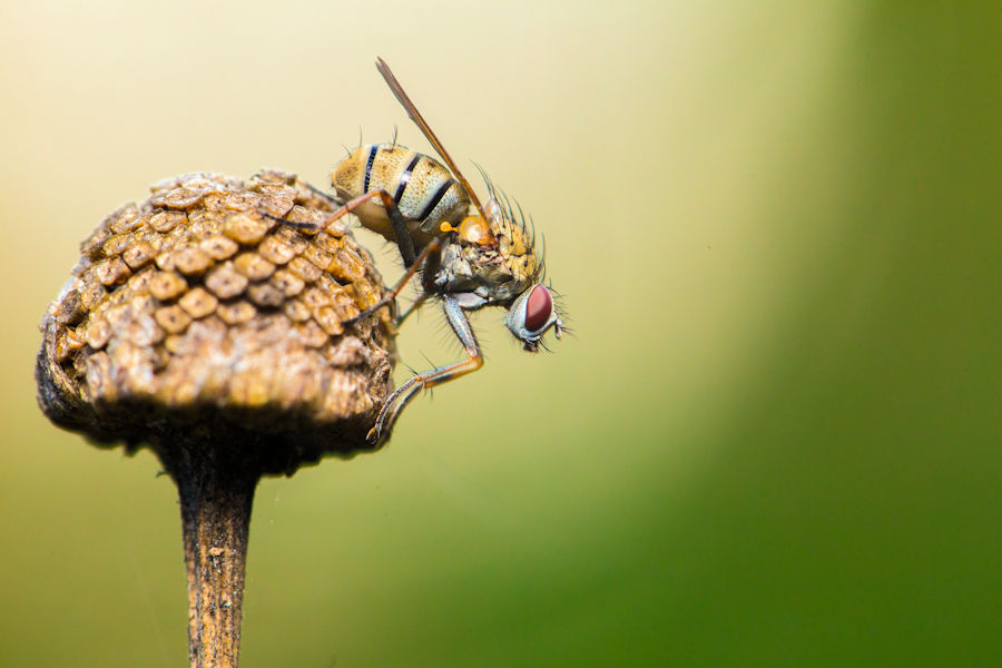 Kleine Fliege