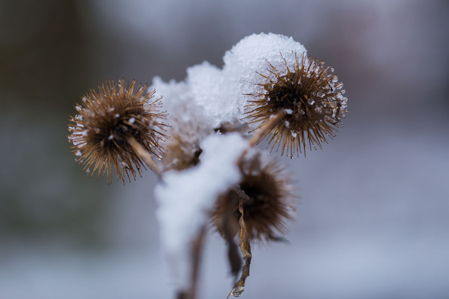 Klette im Schnee