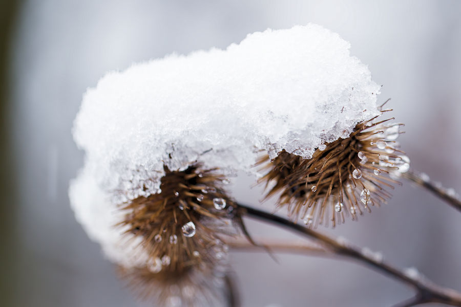 Klette im Schnee