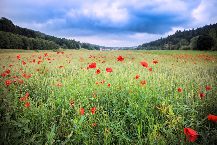 Kornfeld mit Klatschmohn