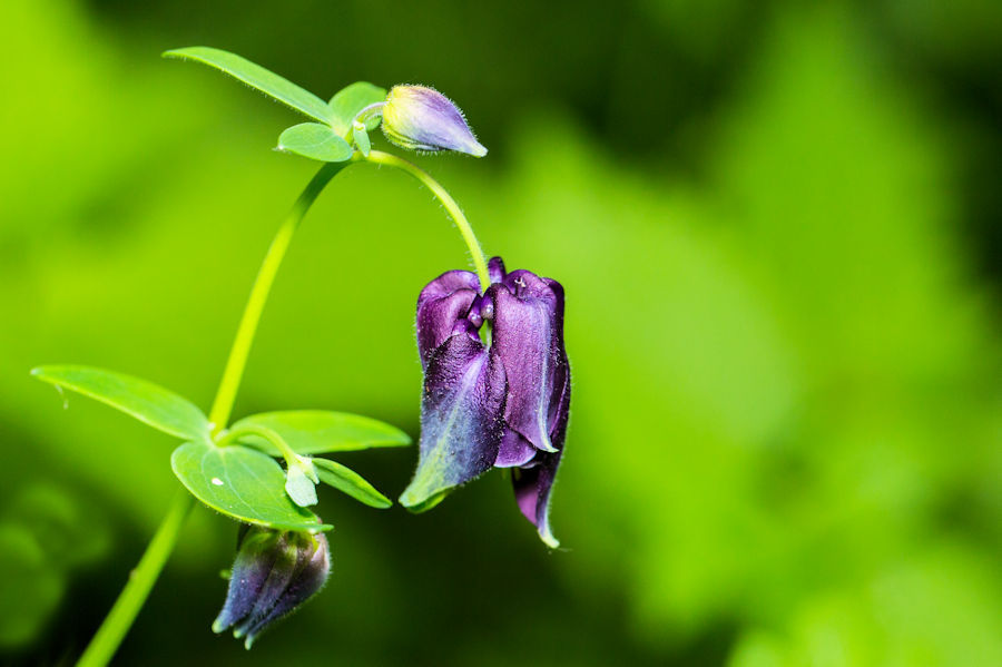Lila Blüte
