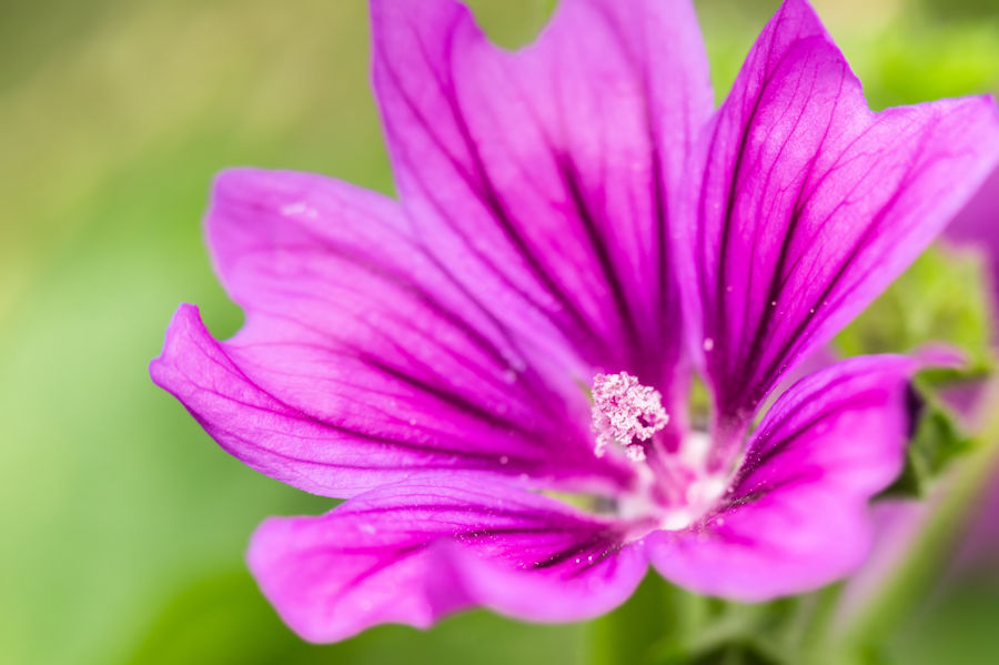 Lila Blüte