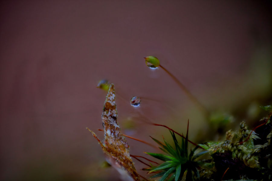 Moos mit Wassertropfen