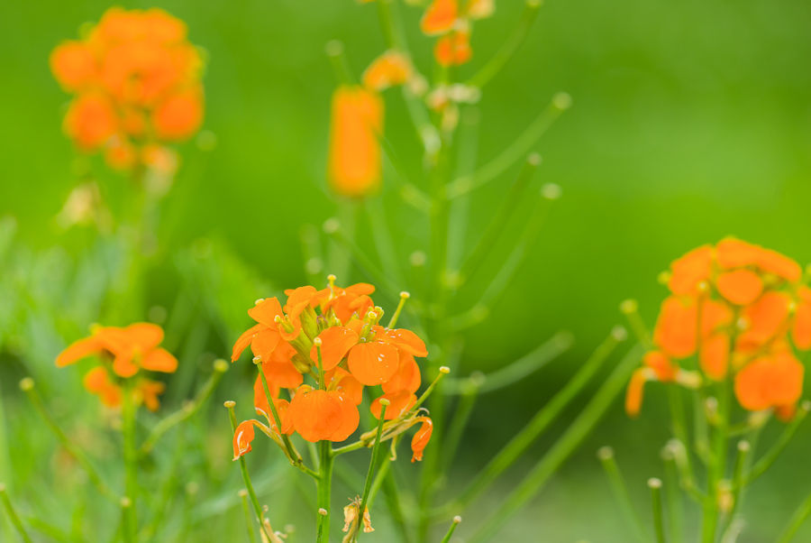 Orange Blumen