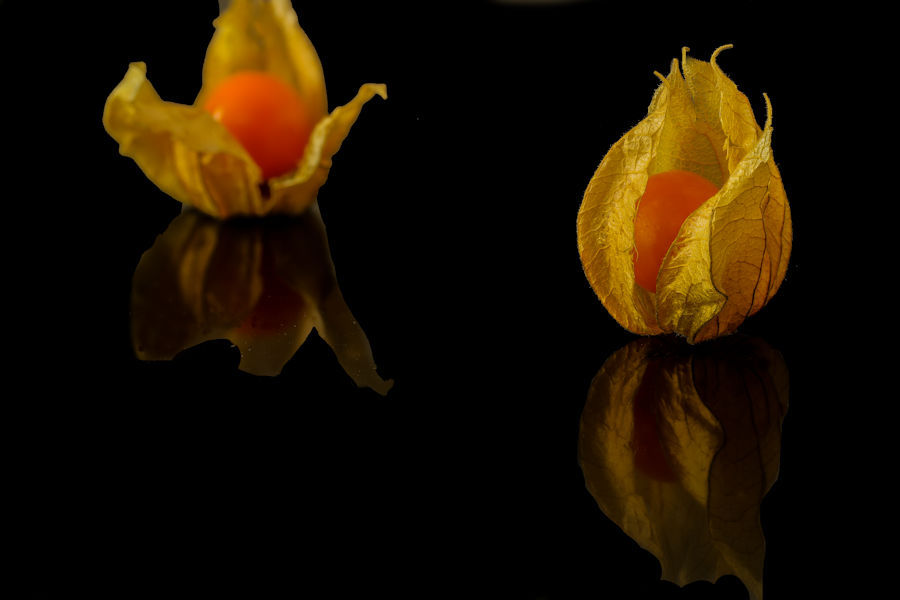 Physalis