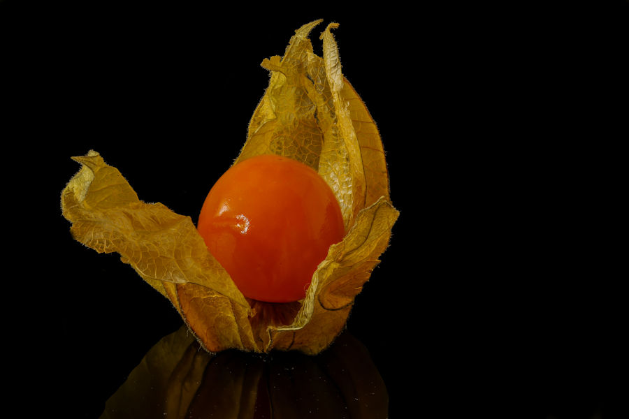 Physalis